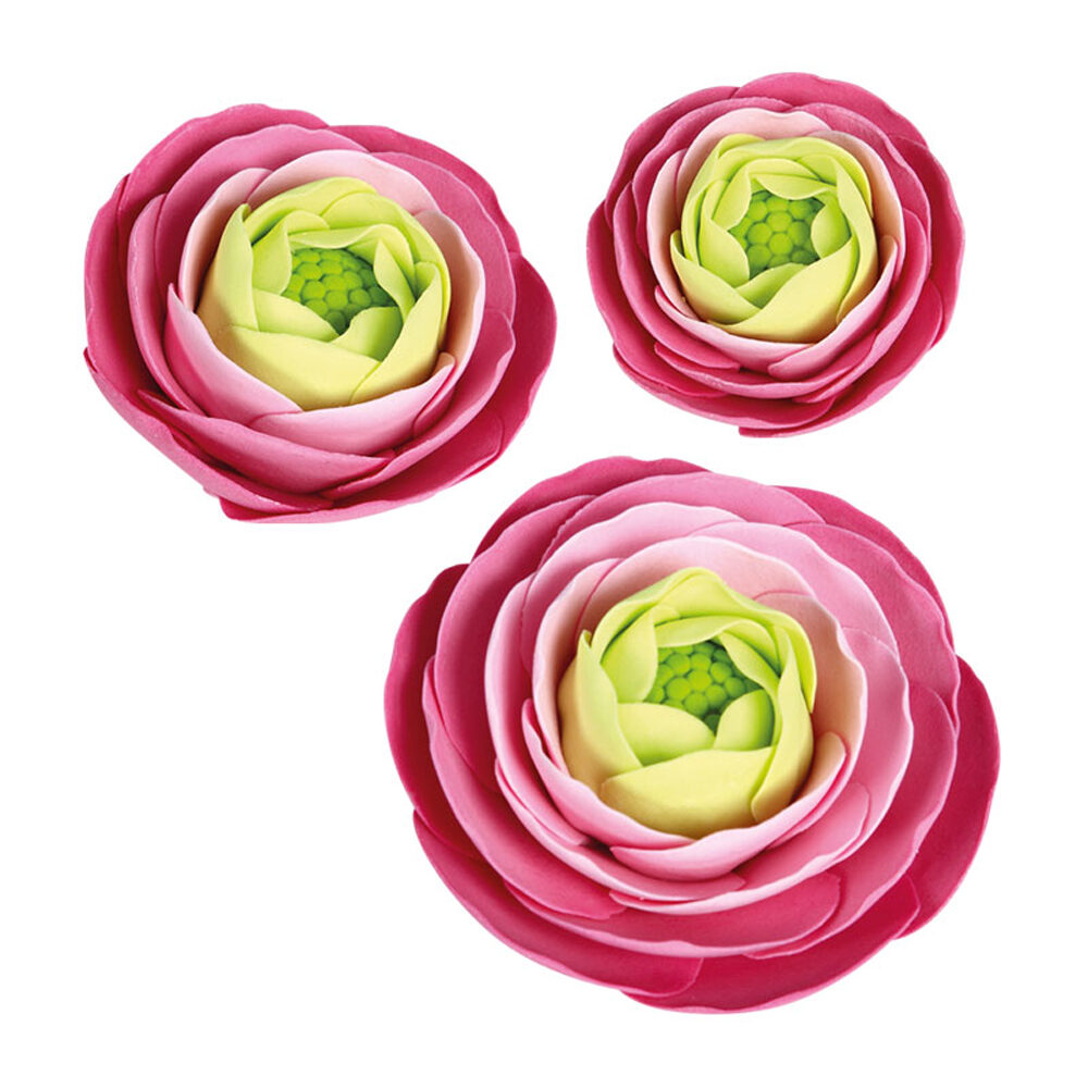 C/27PC. RED PERSIAN BUTTERCUP / ROSE DRAGANT 66030