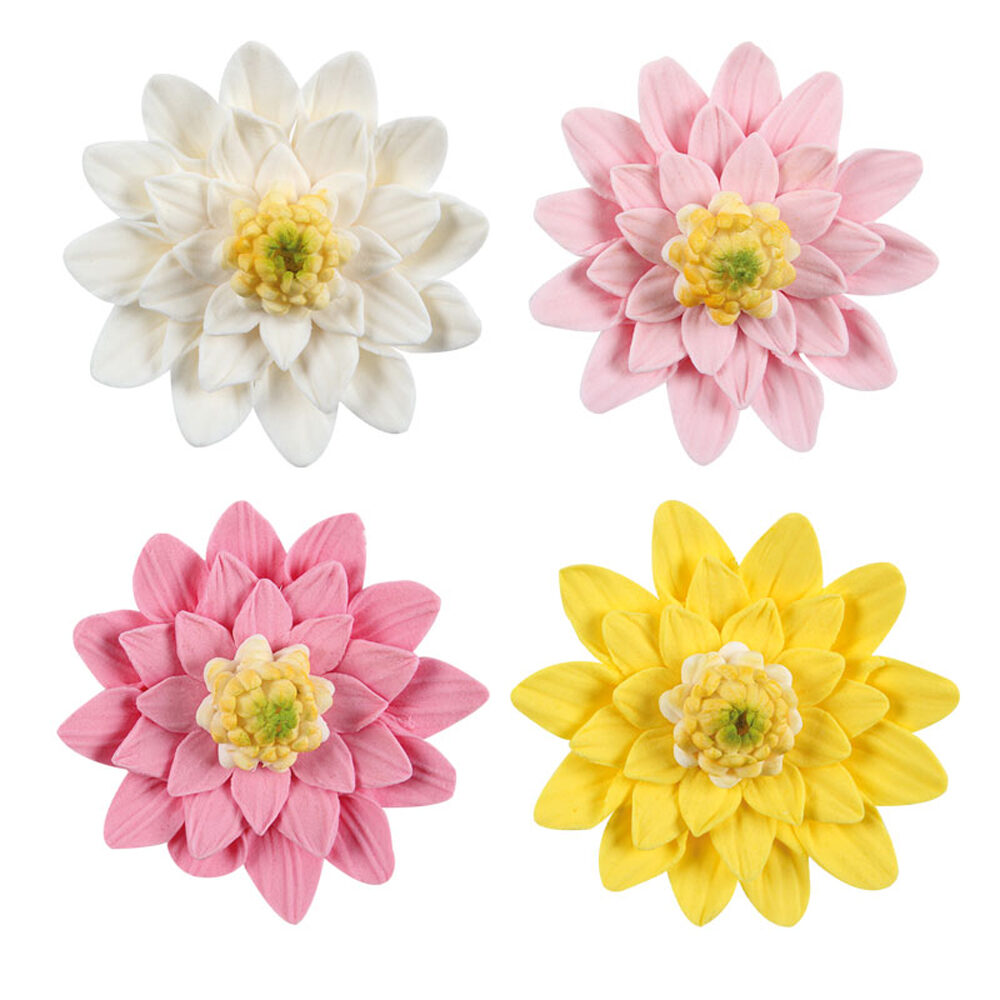 C/36PC ASSORTED DAHLIA DRAGANT 66047