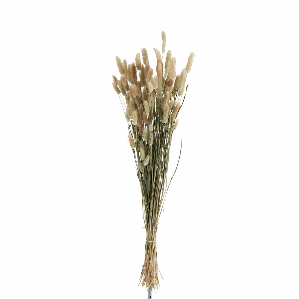 X1ST BUNDEL PLUIM HAZENSTAART GEDROOGD GRAS NATUREL