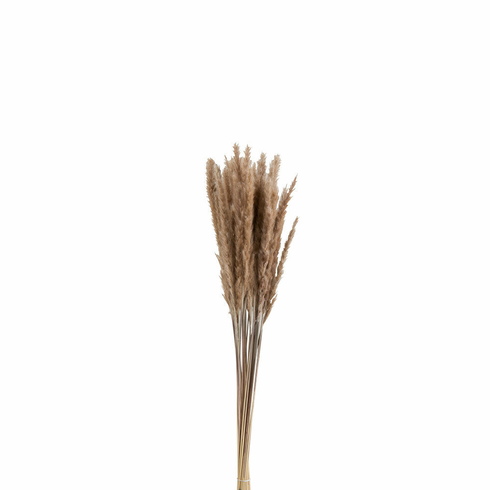 X1PCS BUNDLE PENNISETUM DRIED GRAS BROWN