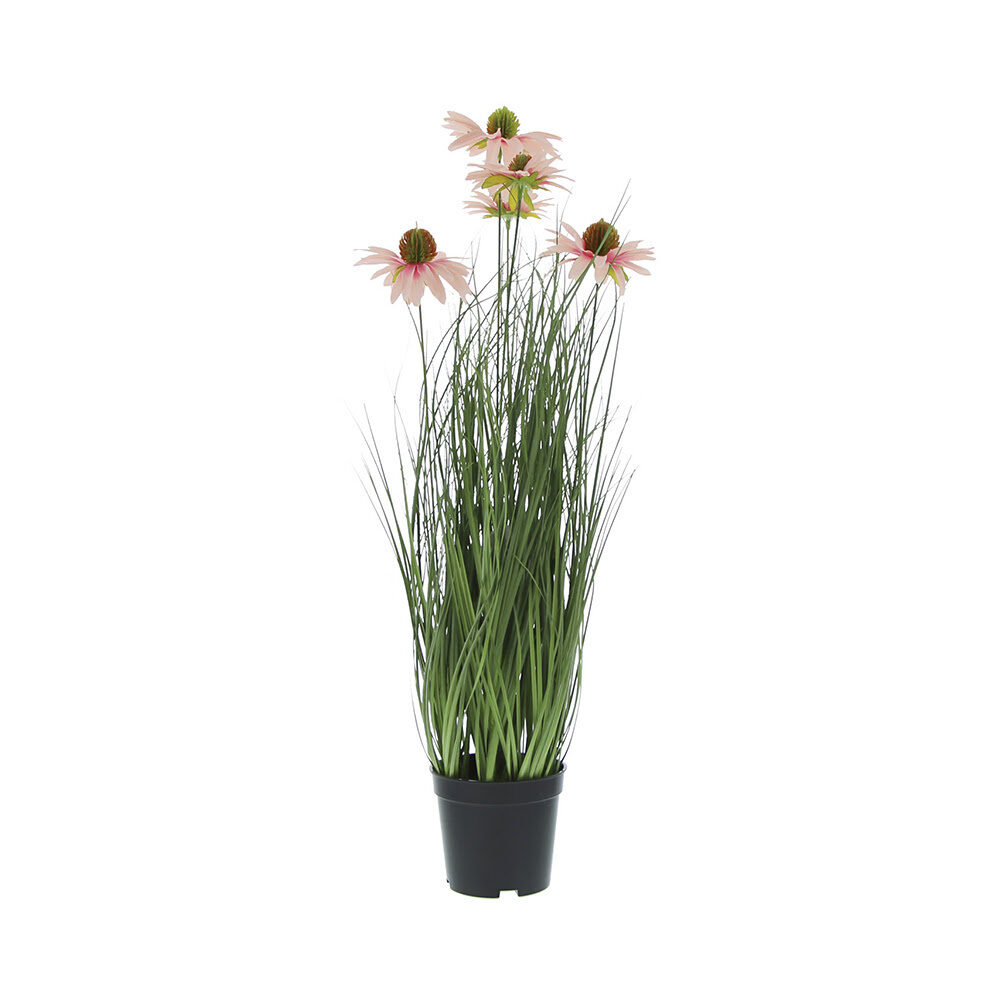 X1PC HERBE EN POT RUDBECKIA 60CM ROSE