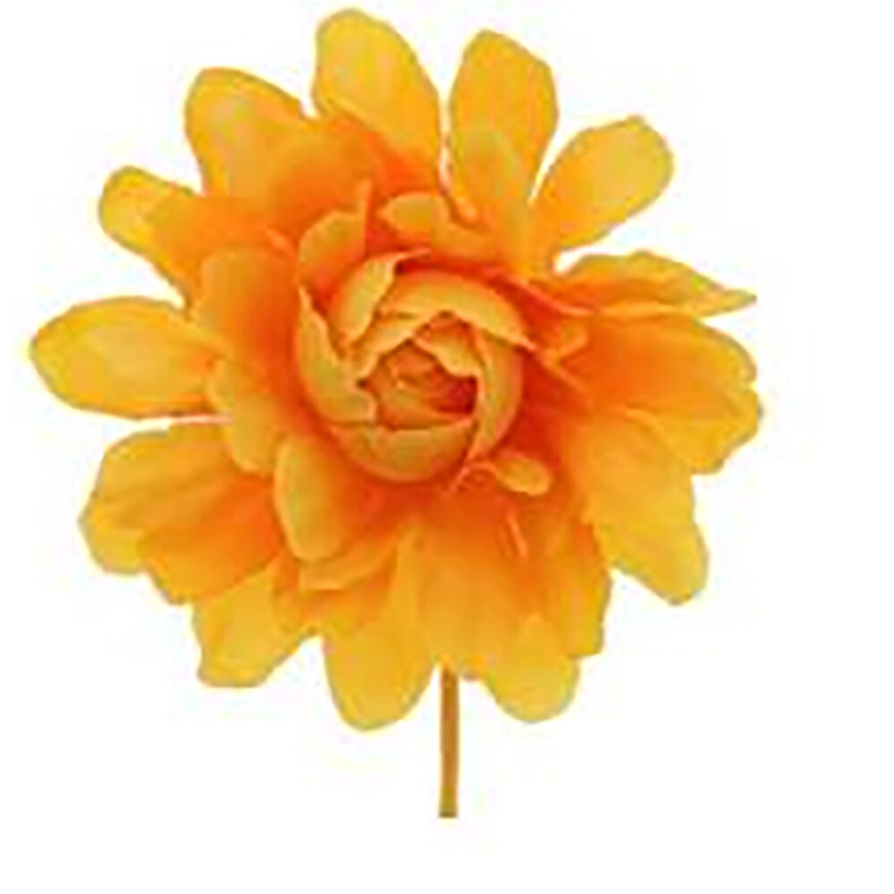 X12ST CAMELIA ORANJE