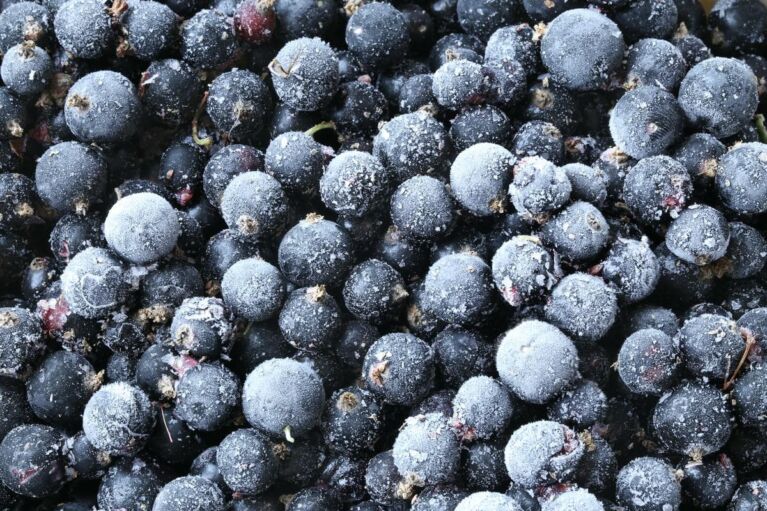 Black Currants IQF