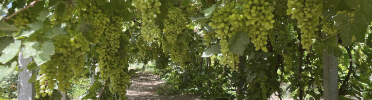 Header News rozijnen