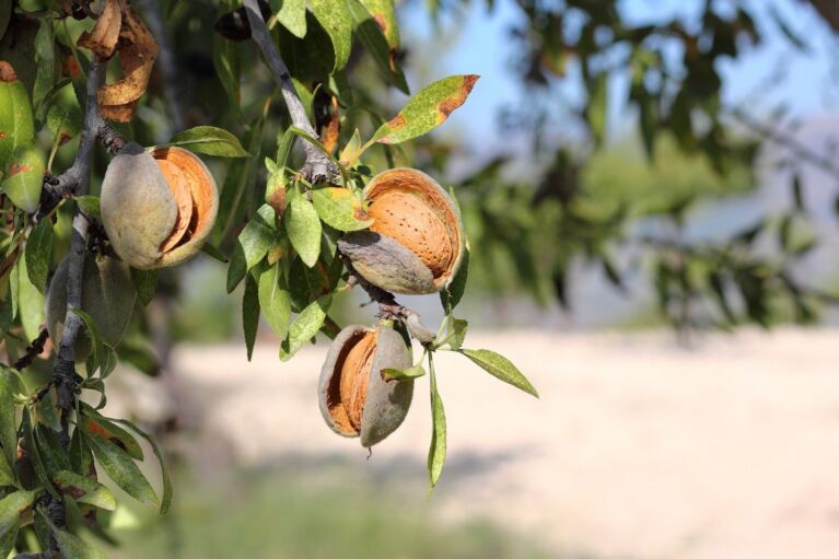 Almonds 5349916 1920